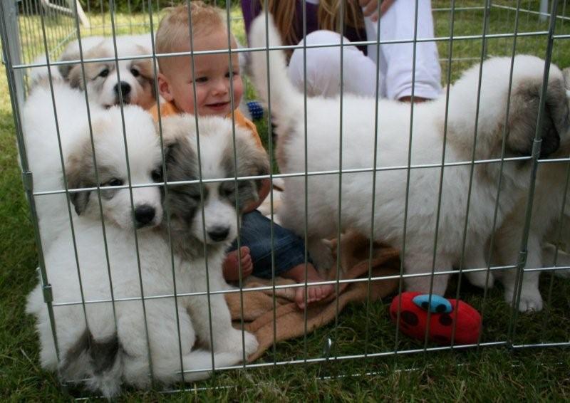 Onze jongste kleinzoon Denley en puppen